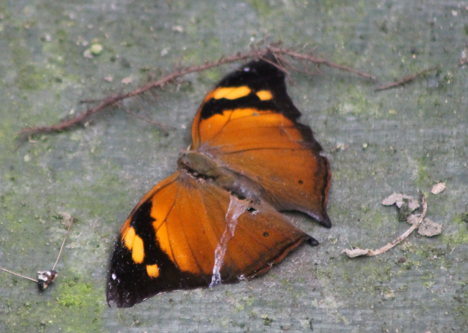 Doleschallia bisaltide