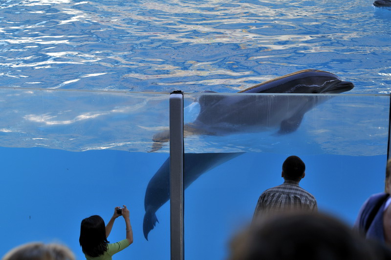 Dolfin at marineland ontario