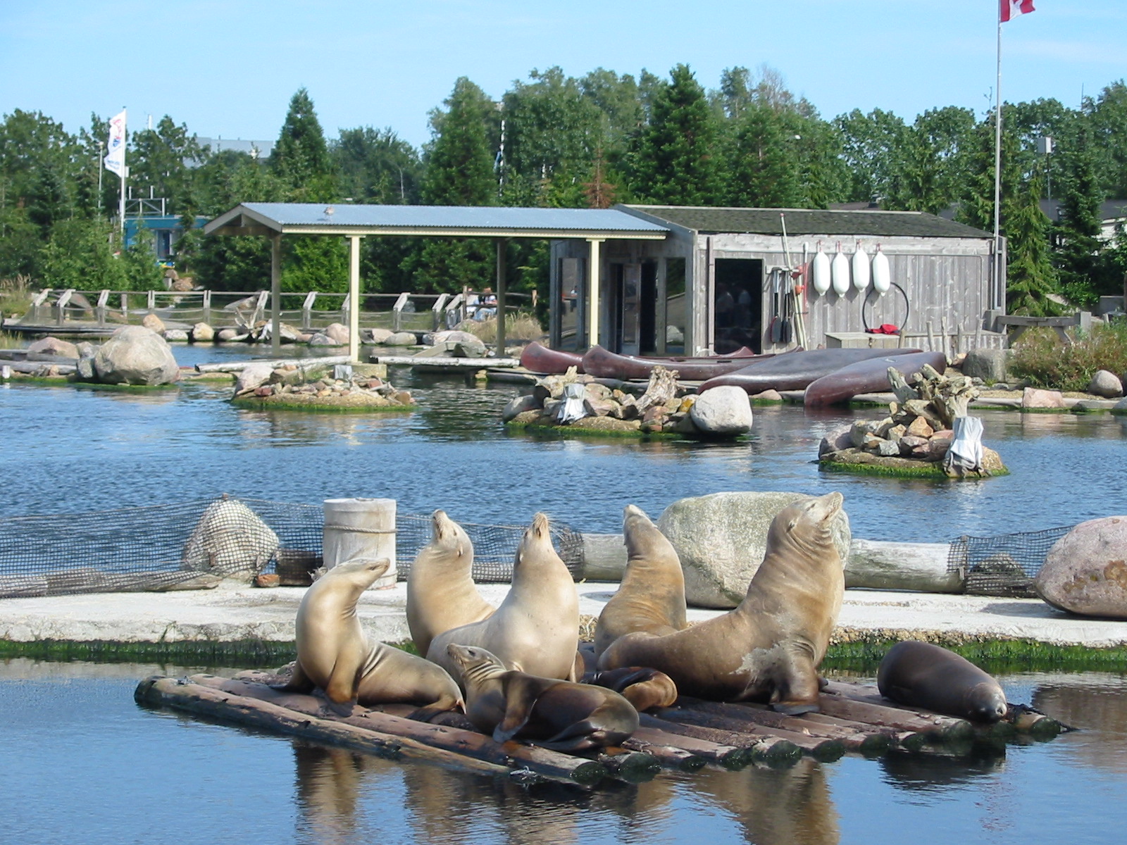 Dolfinarium Harderwijk 2004 - California Sea Lions
