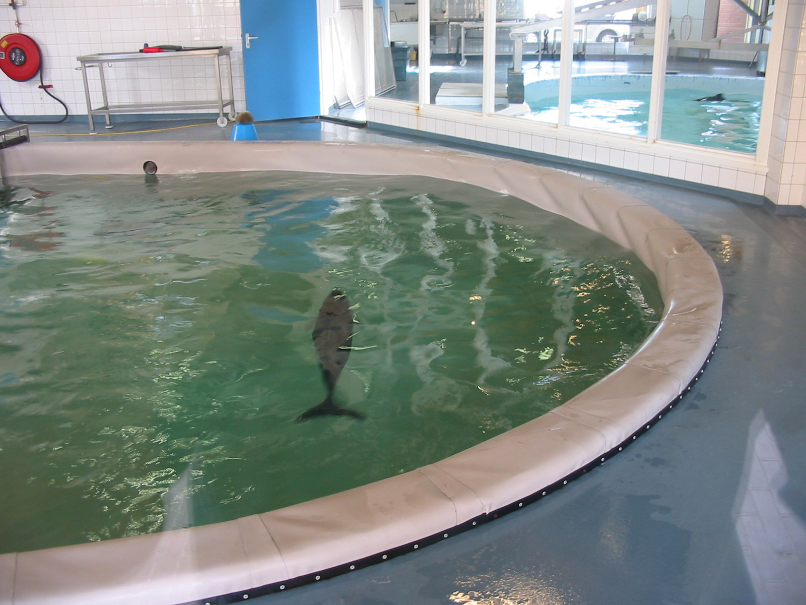 Dolfinarium Harderwijk 2004 - Harbour Porpoise in an indoor rehab pool