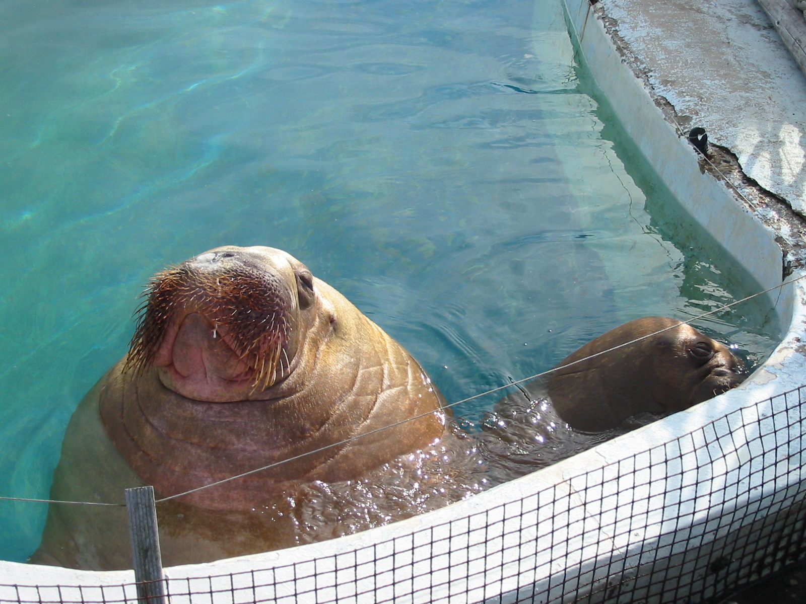 Dolfinarium Harderwijk 2004 - I will always remember this sight