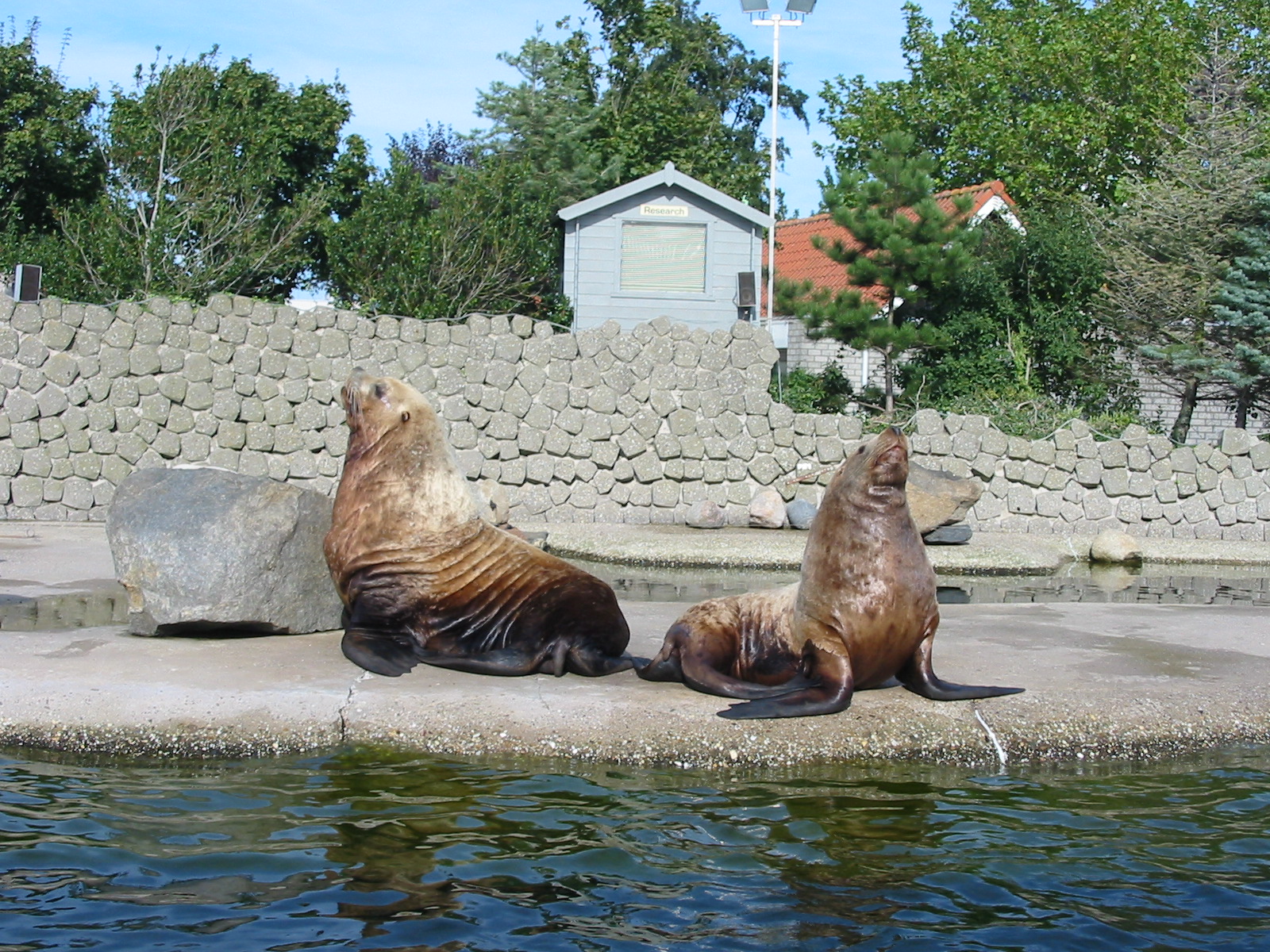 Dolfinarium Harderwijk 2004 - Massive Steller Sea Lions