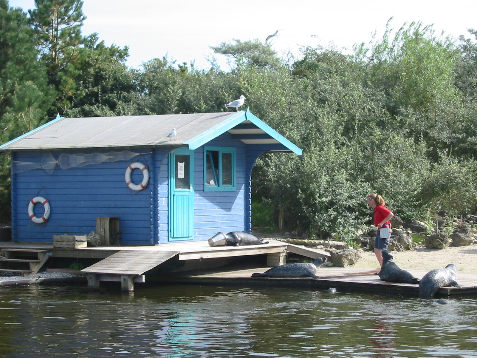 Dolfinarium Harderwijk 2004 - Seal feeding and presentation