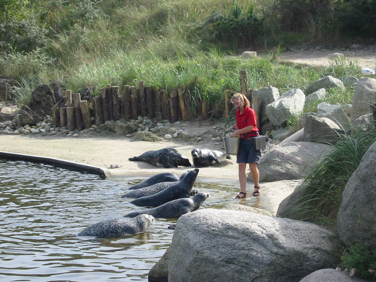 Dolfinarium Harderwijk 2004 - Seal feeding and presentation