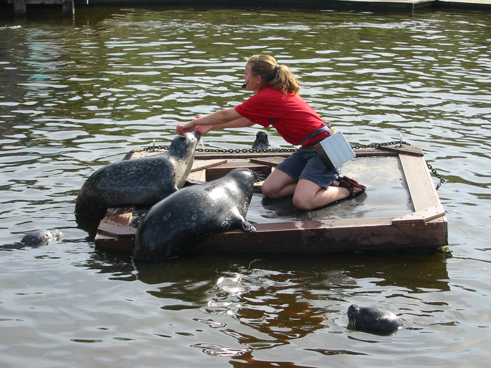 Dolfinarium Harderwijk 2004 - Seal feeding and presentation