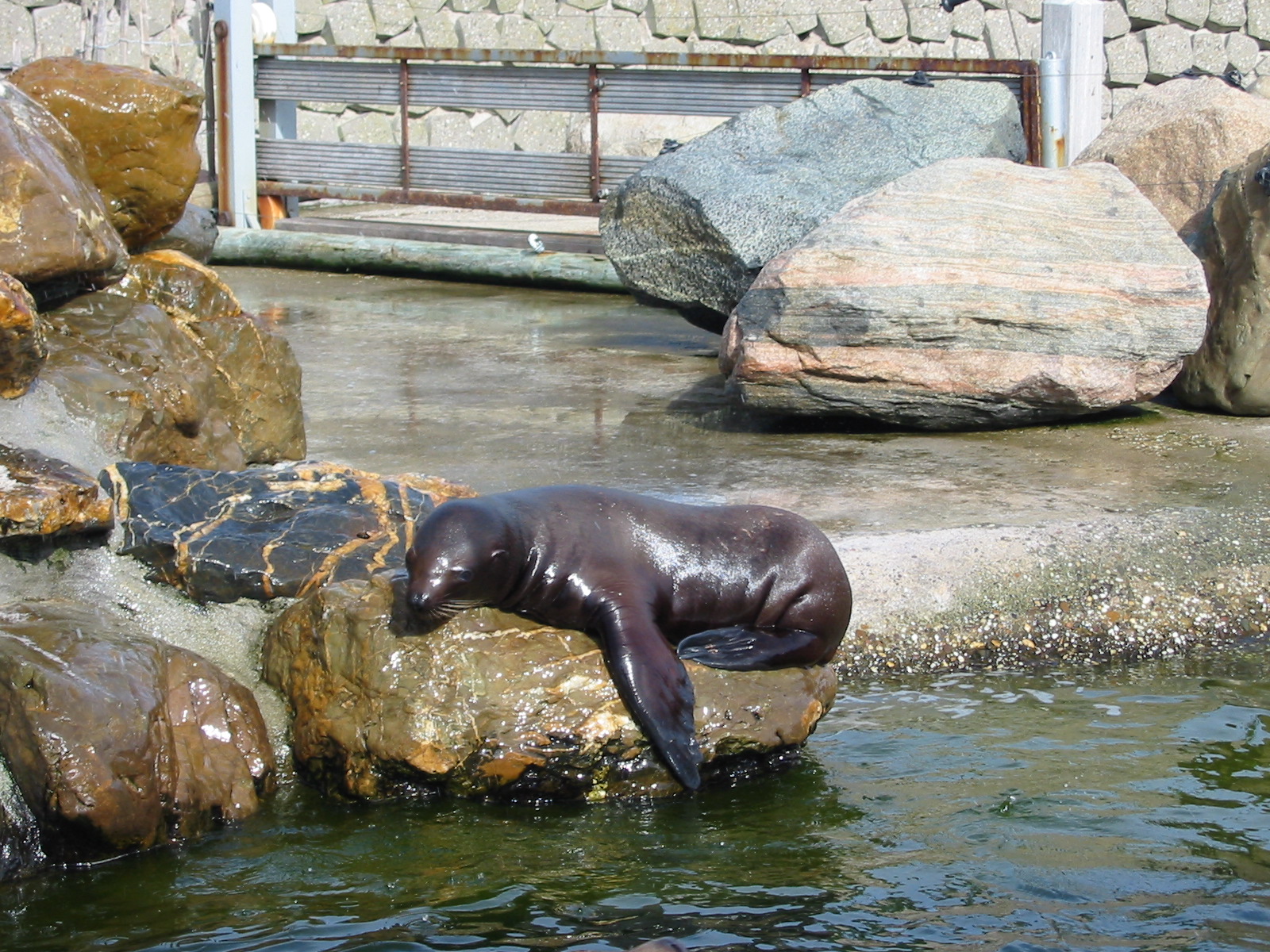 Dolfinarium Harderwijk 2004 - Steller Sea Lion pup