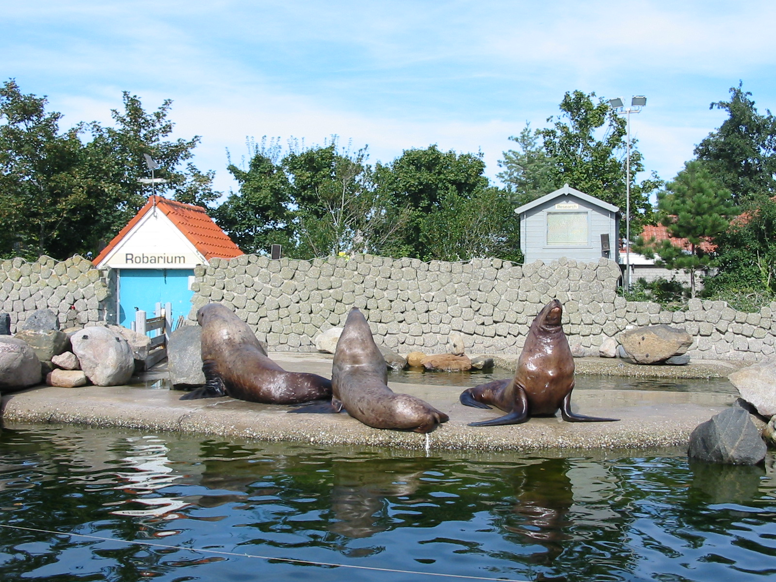 Dolfinarium Harderwijk 2004 - Steller Sea Lions
