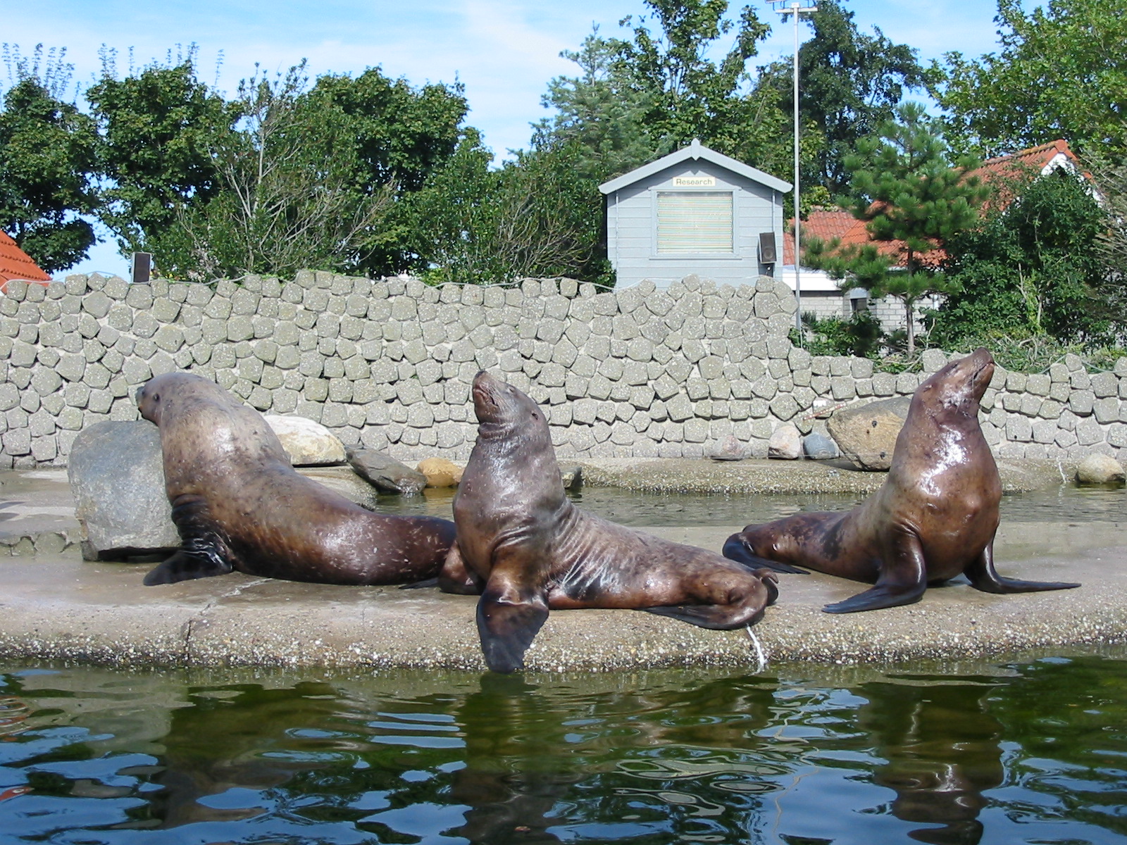 Dolfinarium Harderwijk 2004 - Steller Sea Lions