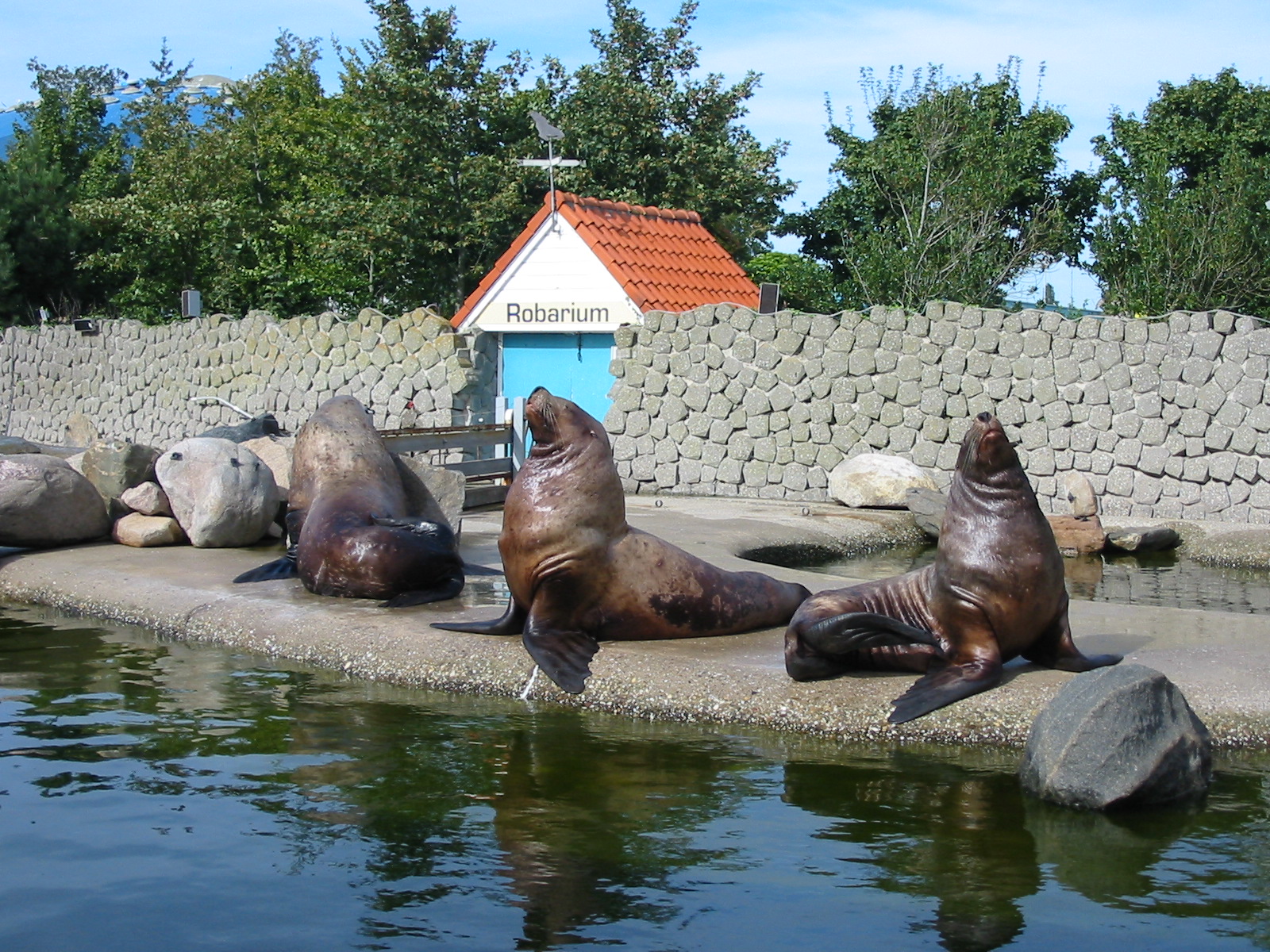 Dolfinarium Harderwijk 2004 - Steller Sea Lions