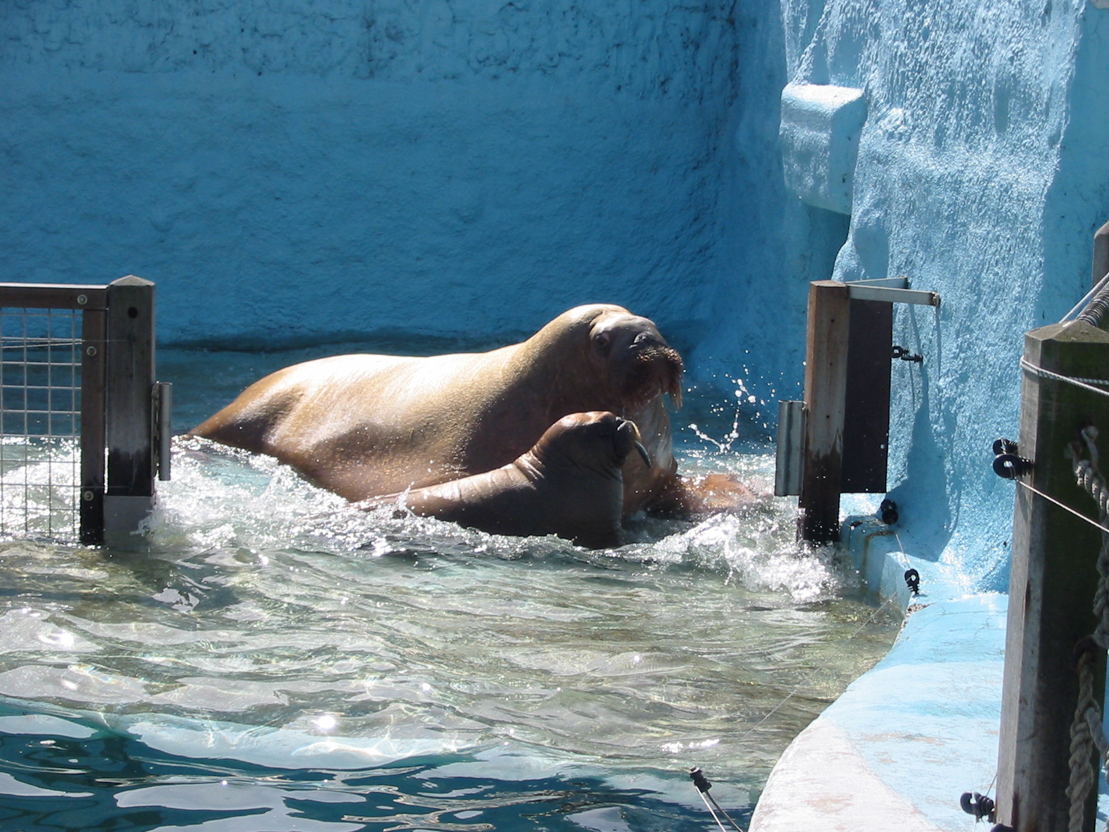 Dolfinarium Harderwijk 2004 - Walrus and pup in the old exhibit