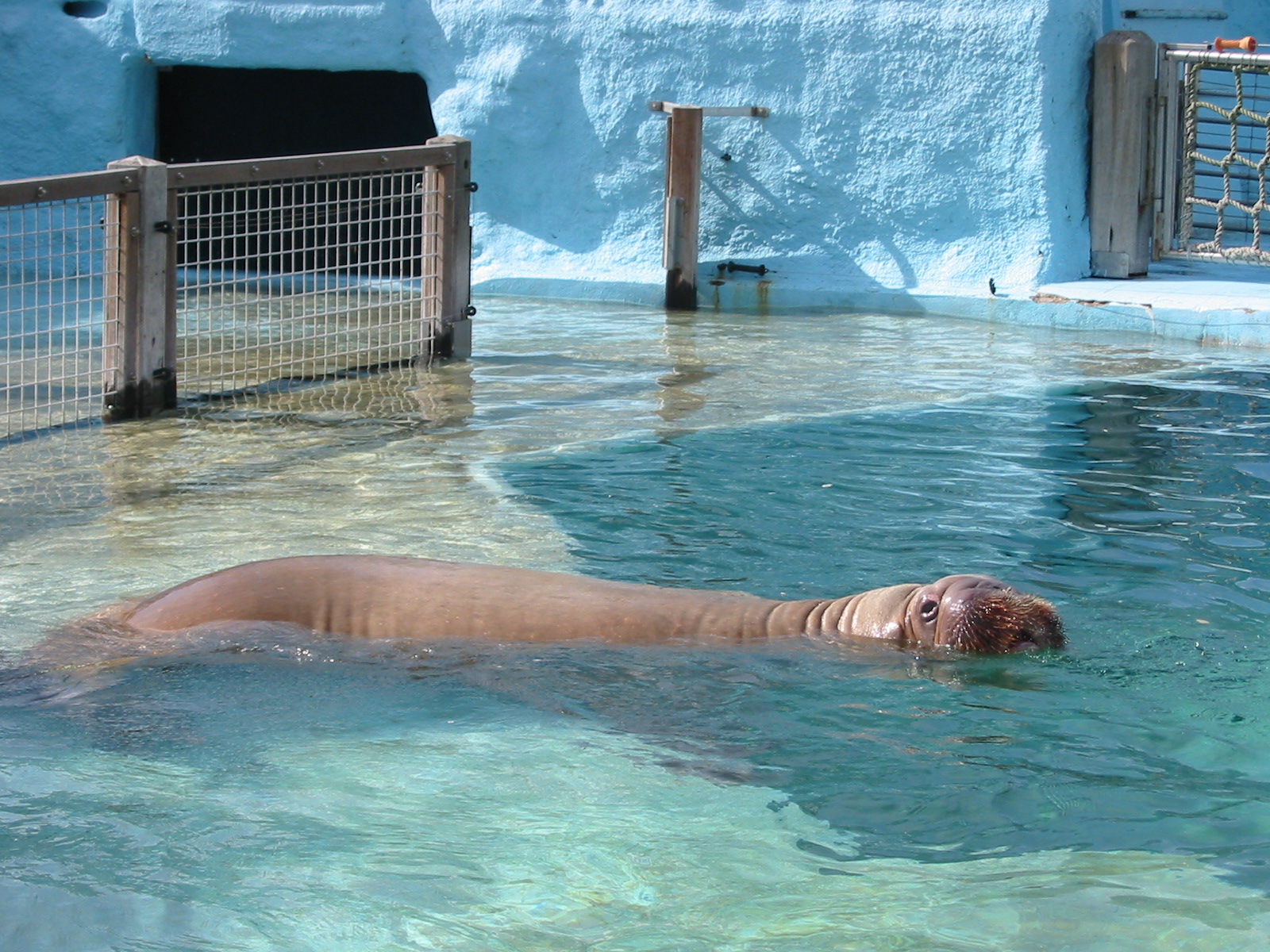 Dolfinarium Harderwijk 2004 - Walrus off-show