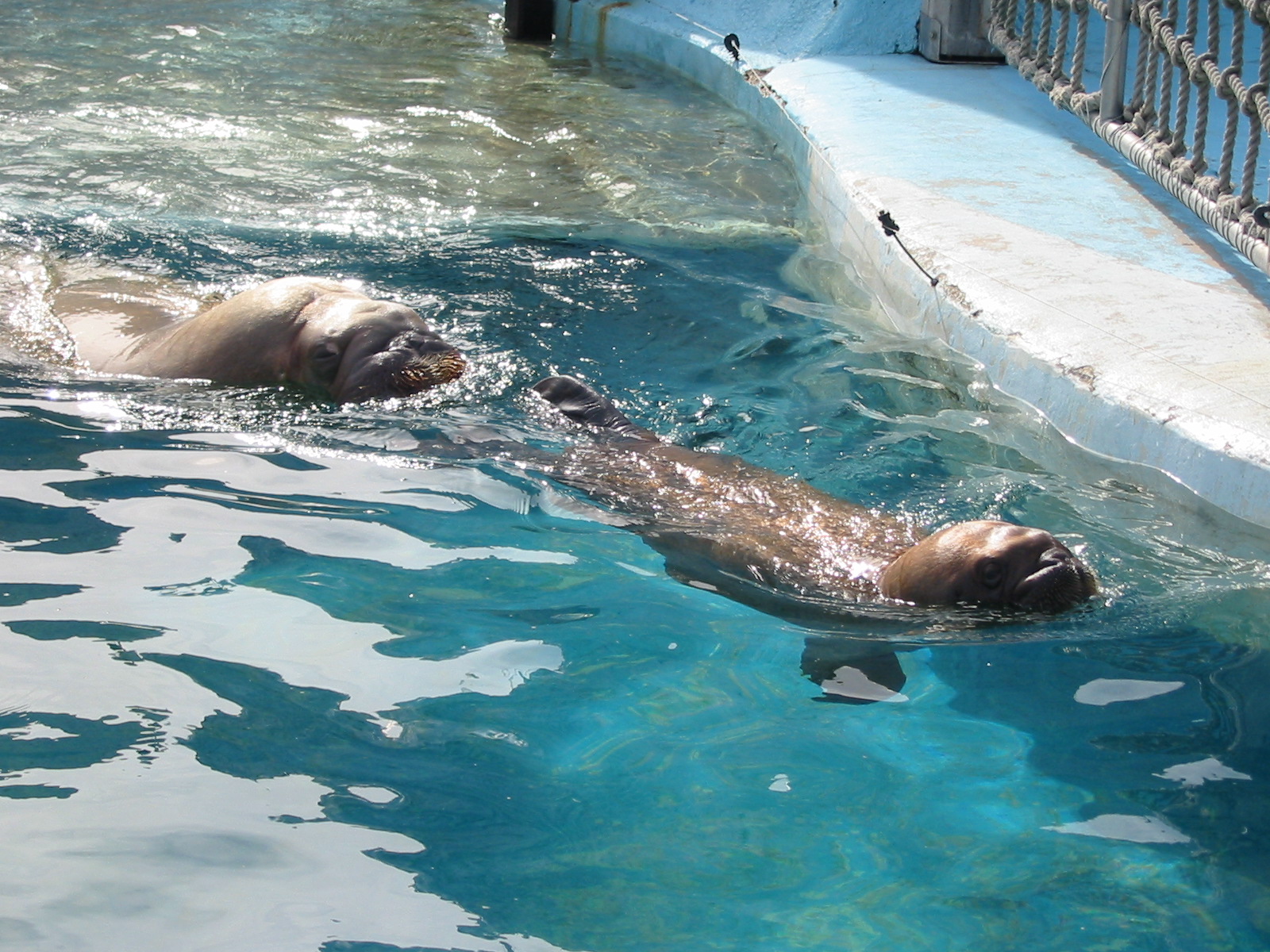 Dolfinarium Harderwijk 2004 - Walrus pub swimming with its mom