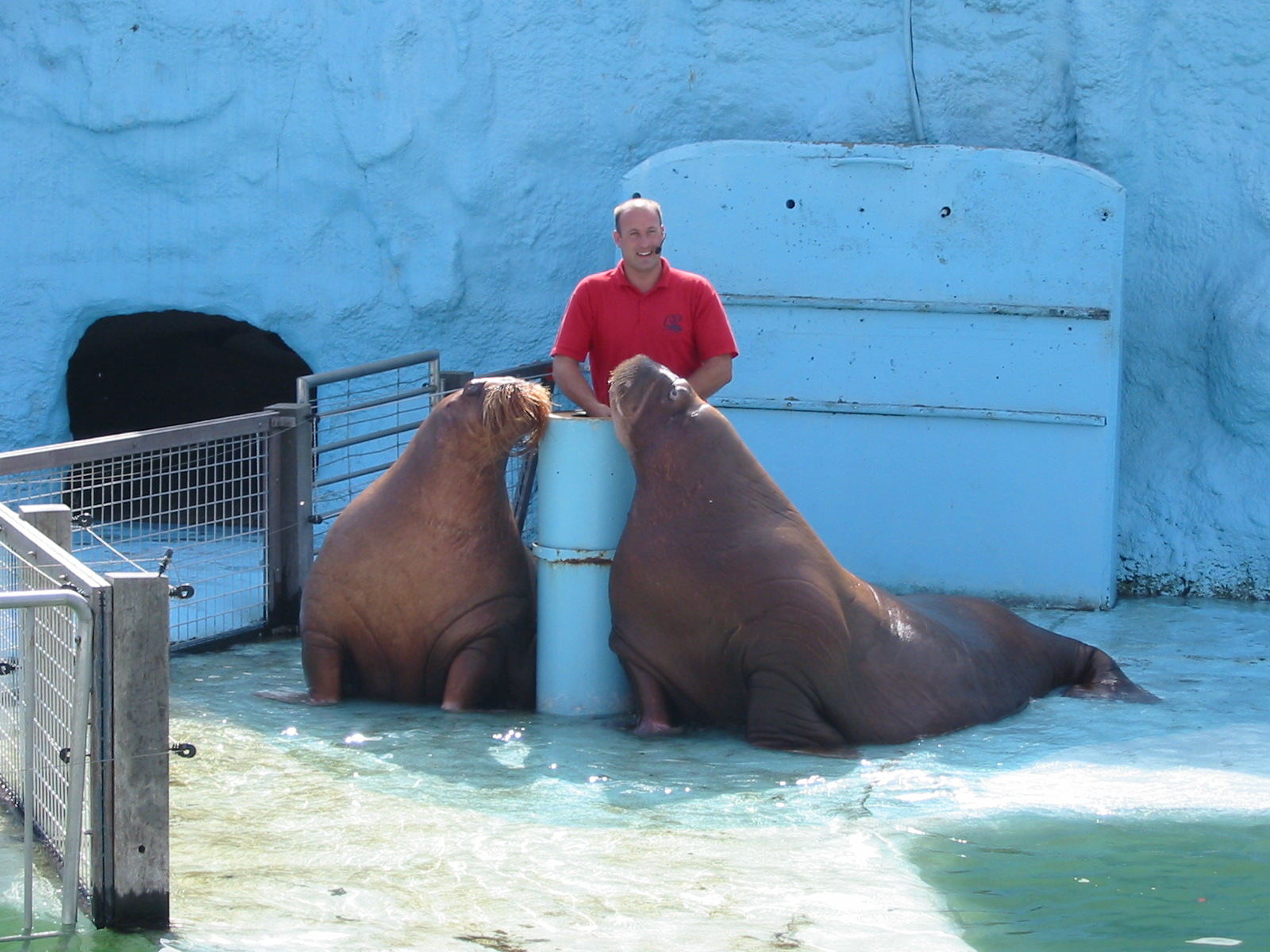 Dolfinarium Harderwijk 2004 - Walrus show in the old exhibit