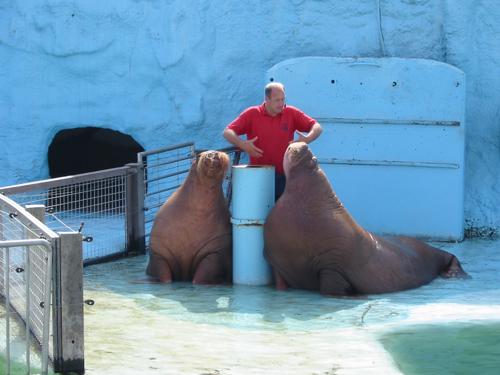Dolfinarium Harderwijk 2004 - Walrus show in the old exhibit
