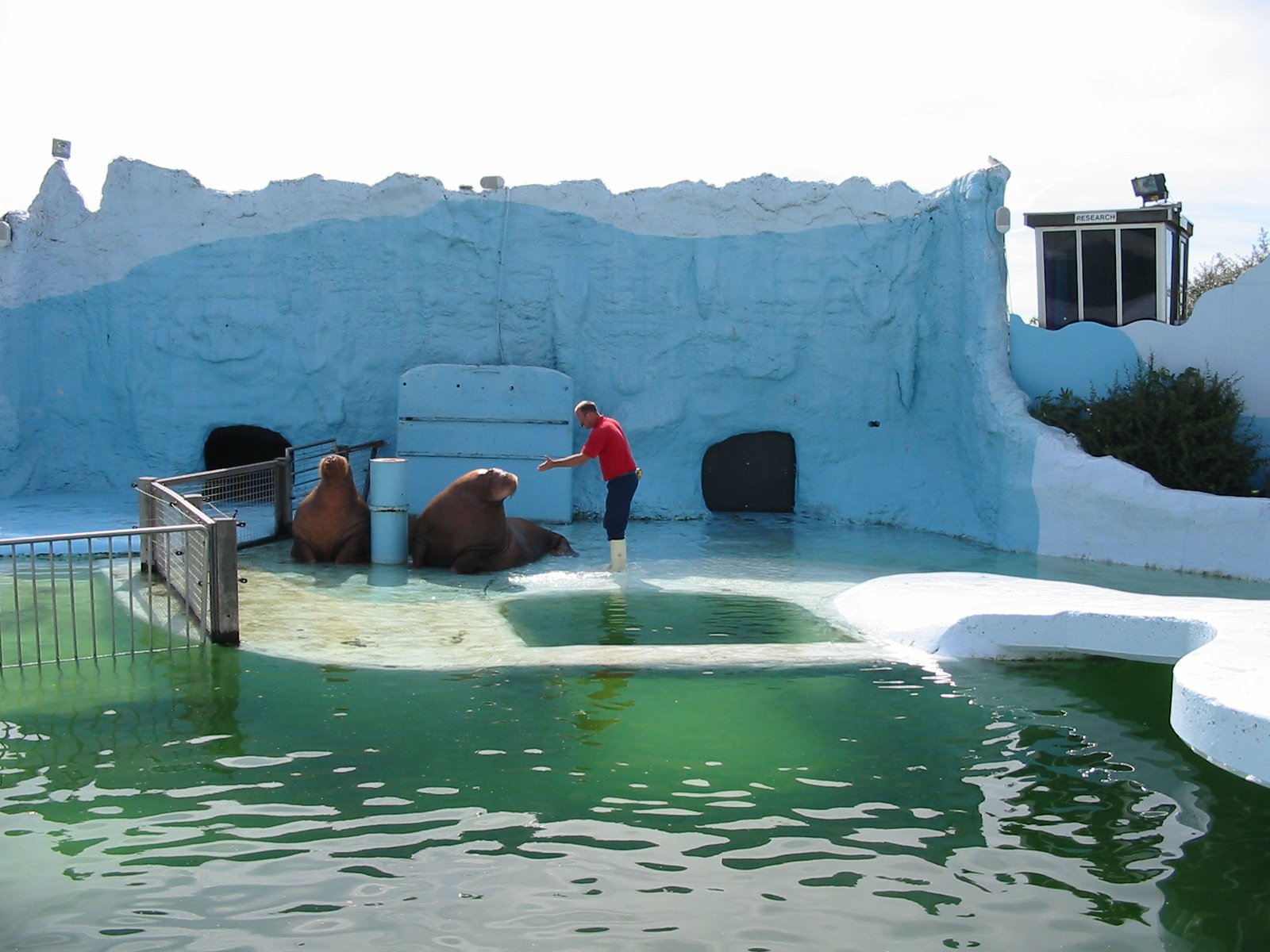 Dolfinarium Harderwijk 2004 - Walrus show in the old exhibit