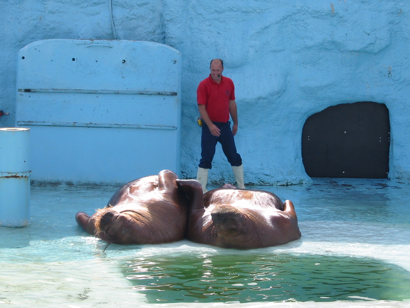 Dolfinarium Harderwijk 2004 - Walrus show in the old exhibit