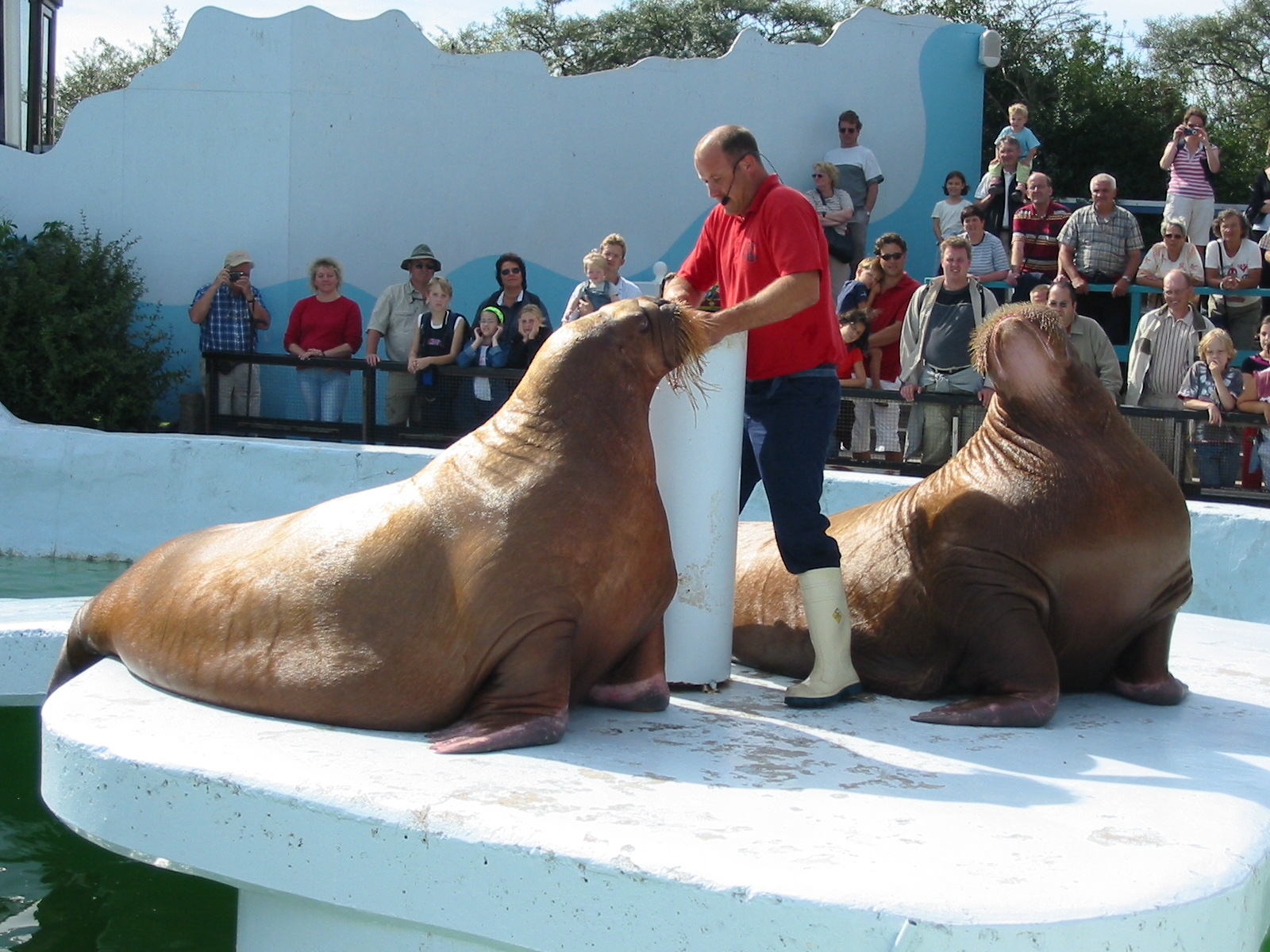 Dolfinarium Harderwijk 2004 - Walrus show in the old exhibit