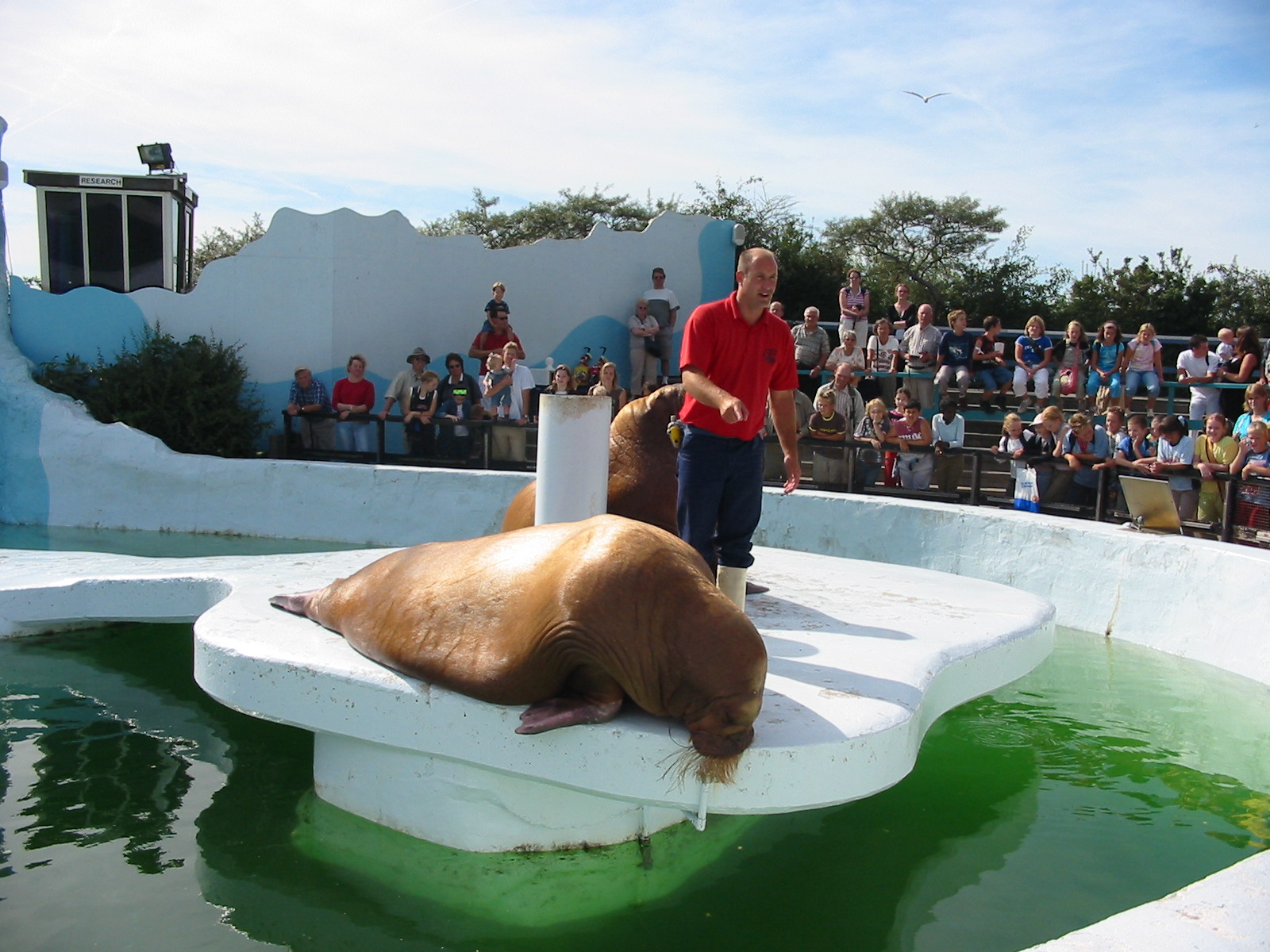 Dolfinarium Harderwijk 2004 - Walrus show in the old exhibit