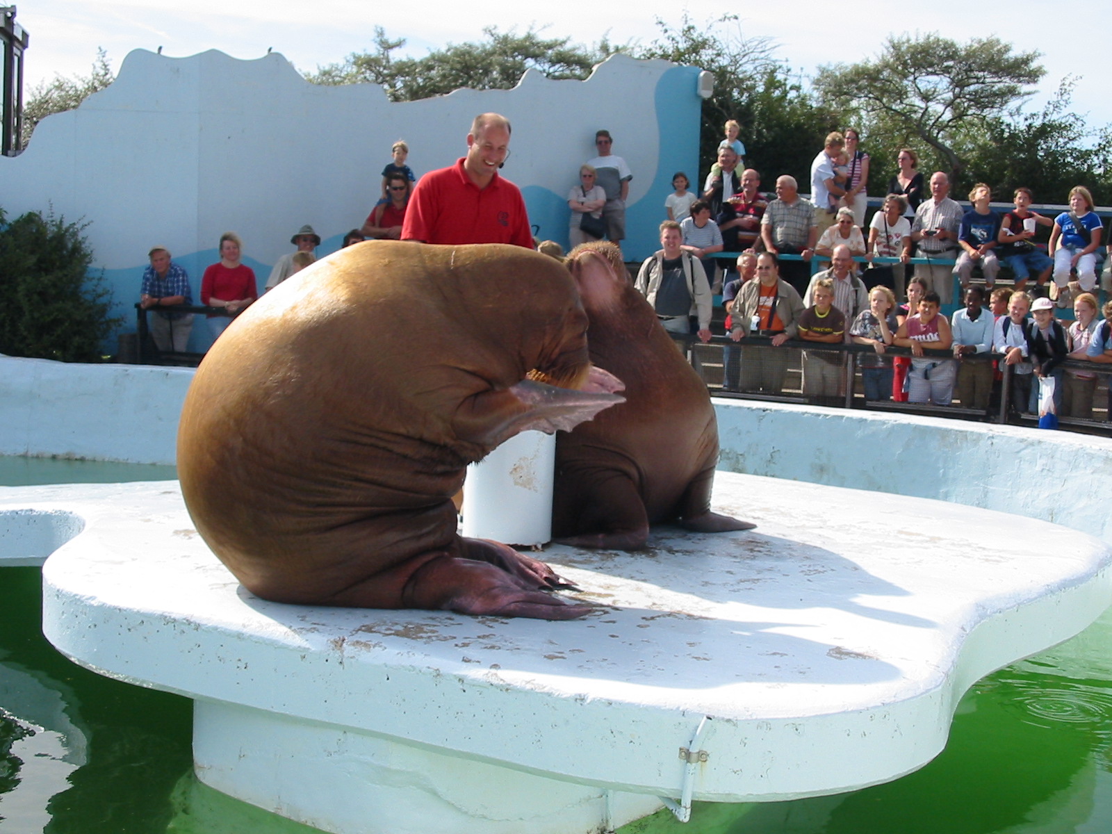 Dolfinarium Harderwijk 2004 - Walrus show in the old exhibit