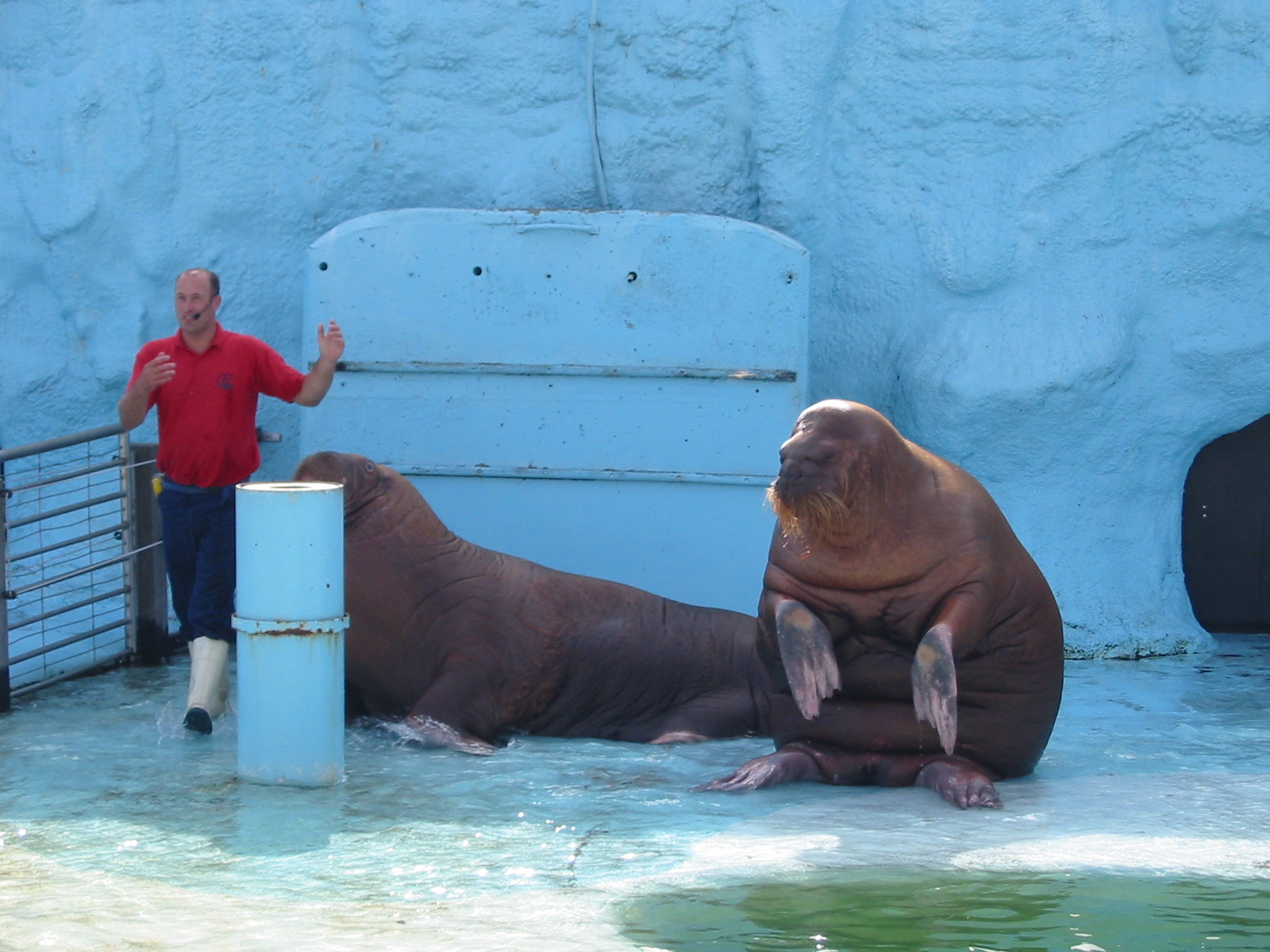 Dolfinarium Harderwijk 2004 - Walrus show in the old exhibit