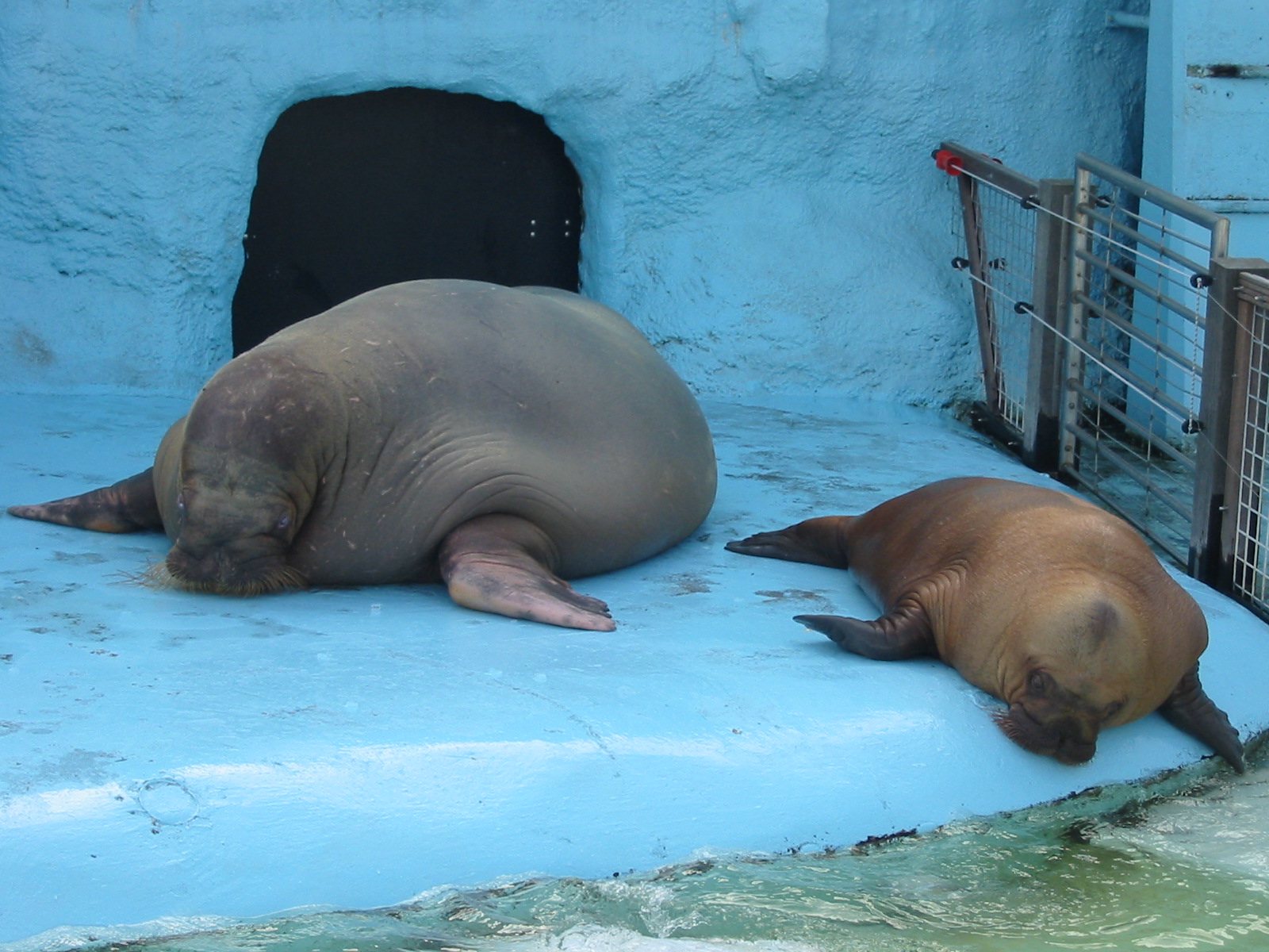 Dolfinarium Harderwijk 2004 - Walrus with an older pup
