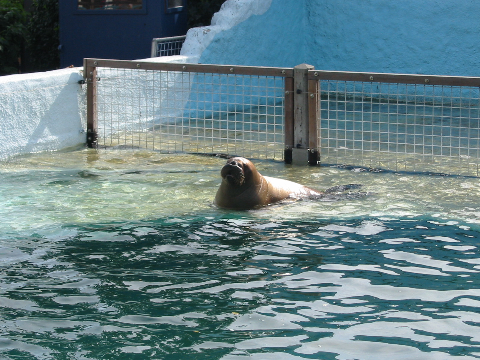 Dolfinarium Harderwijk 2004 - Young walrus pup