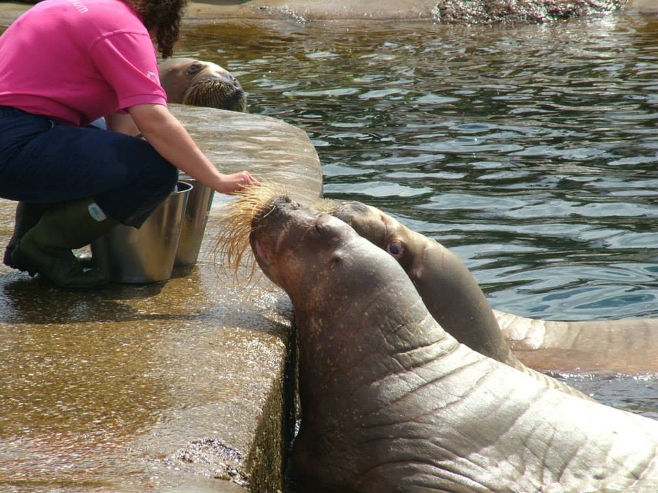 Dolfinarium Harderwijk  8.08.2012