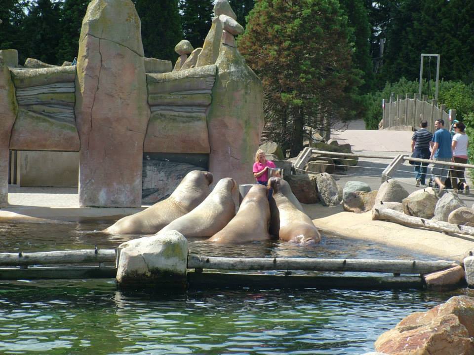 Dolfinarium Harderwijk  8.08.2012