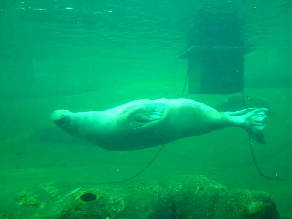 Dolfinarium Harderwijk  8.08.2013
