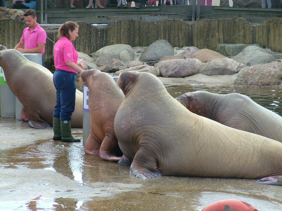 Dolfinarium Harderwijk  8.08.2013
