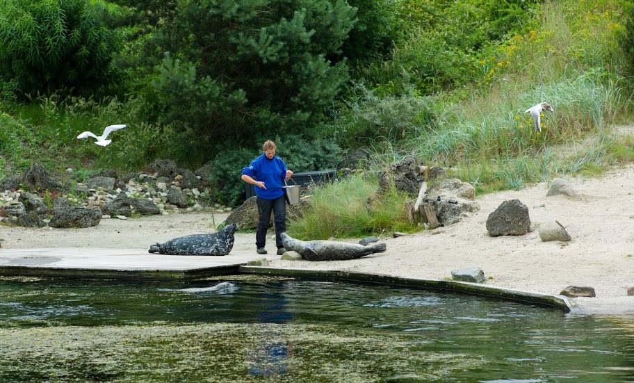 Dolfinarium Harderwijk 8.08.2013