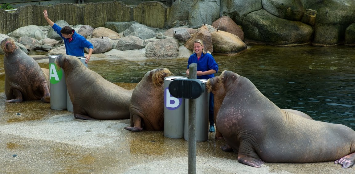 Dolfinarium Harderwijk 8.08.2013