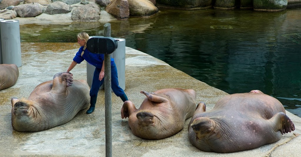 Dolfinarium Harderwijk 8.08.2013