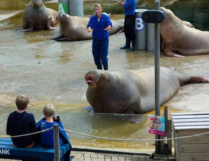Dolfinarium Harderwijk 8.08.2013