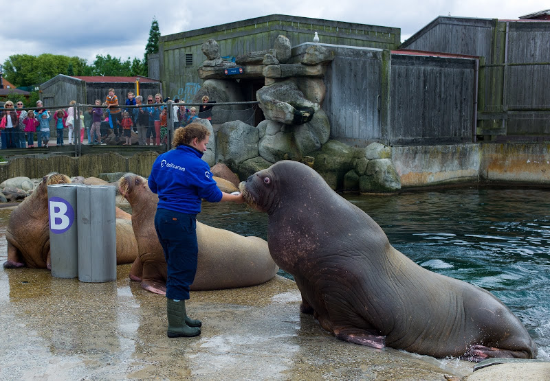 Dolfinarium Harderwijk 8.08.2013
