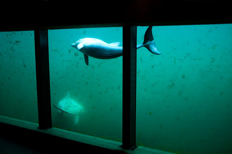 Dolfinarium Harderwijk 8.08.2013