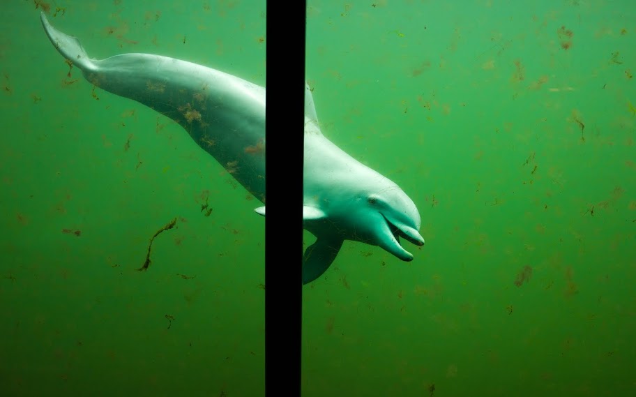 Dolfinarium Harderwijk 8.08.2013