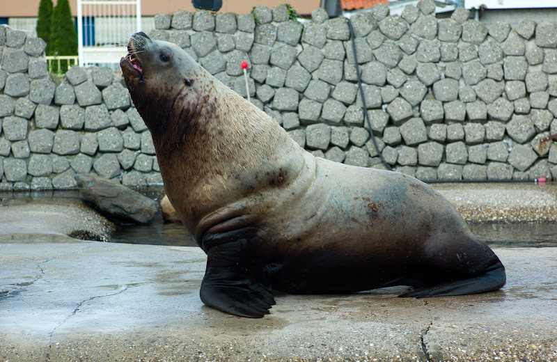 Dolfinarium Harderwijk 8.08.2013