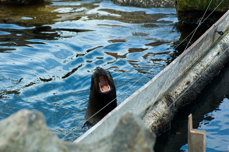Dolfinarium Harderwijk 8.08.2013
