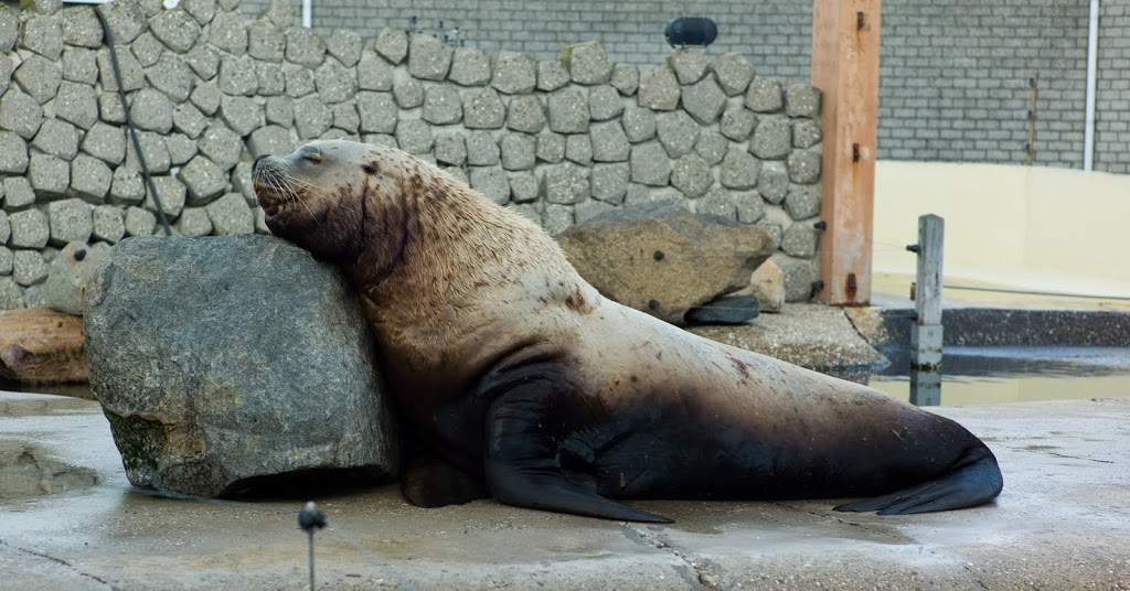 Dolfinarium Harderwijk 8.08.2013