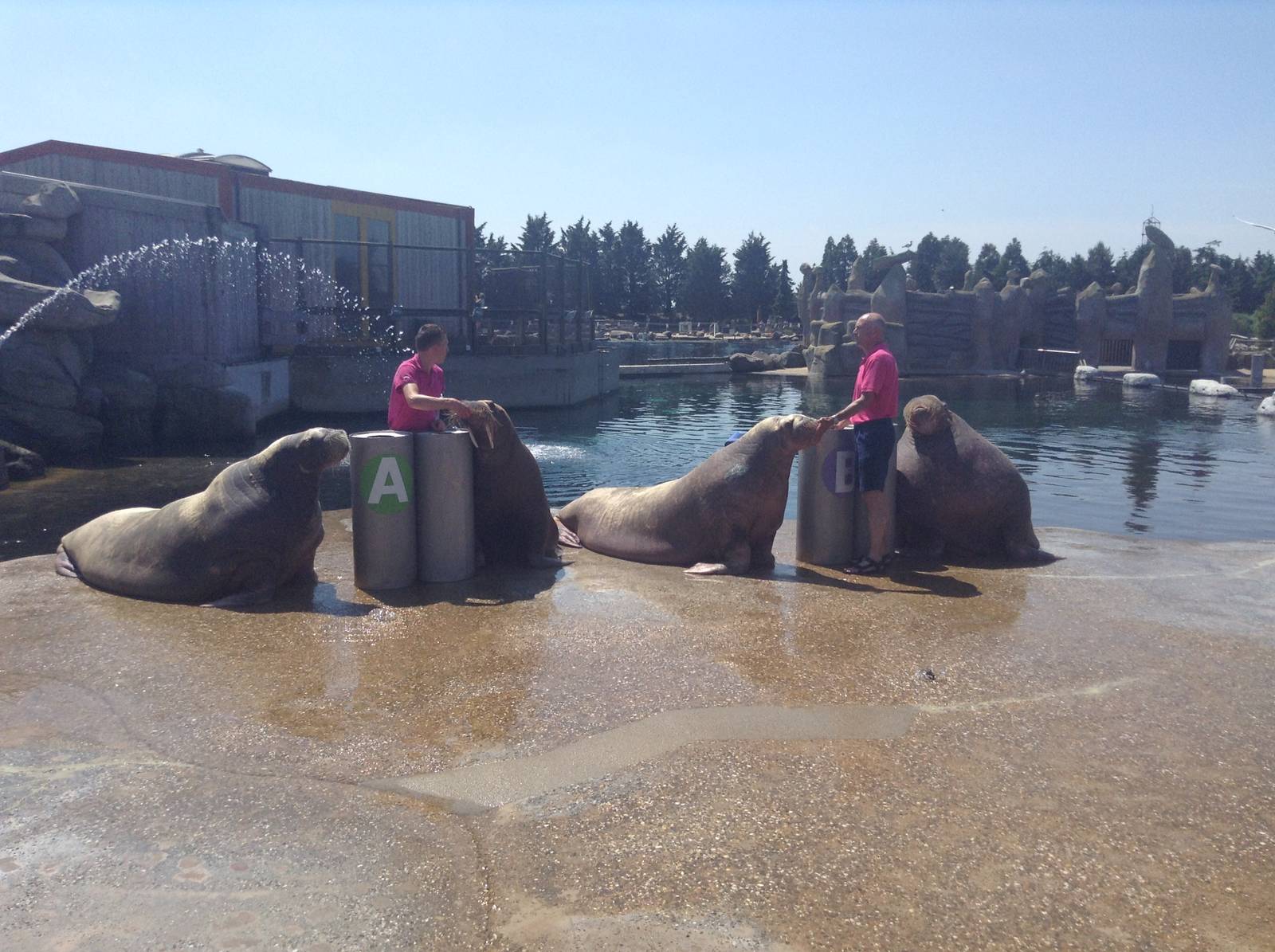 Dolfinarium Walruses
