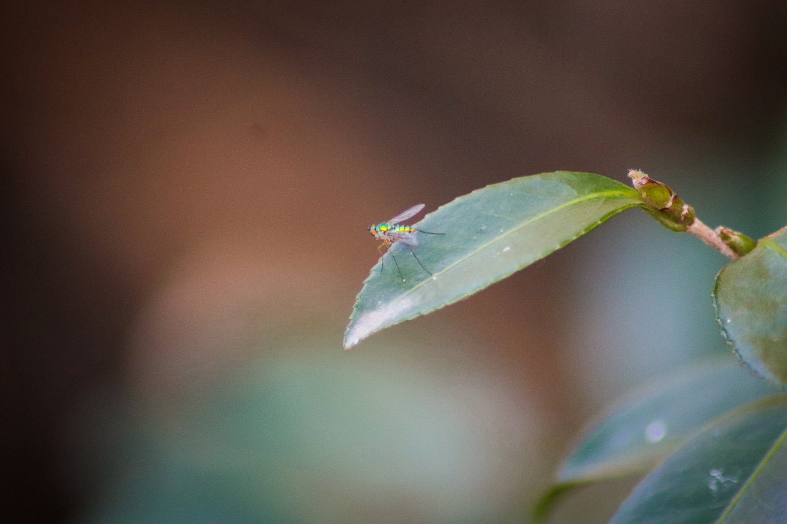 Dolichopodid Fly (Dolichopodidae)