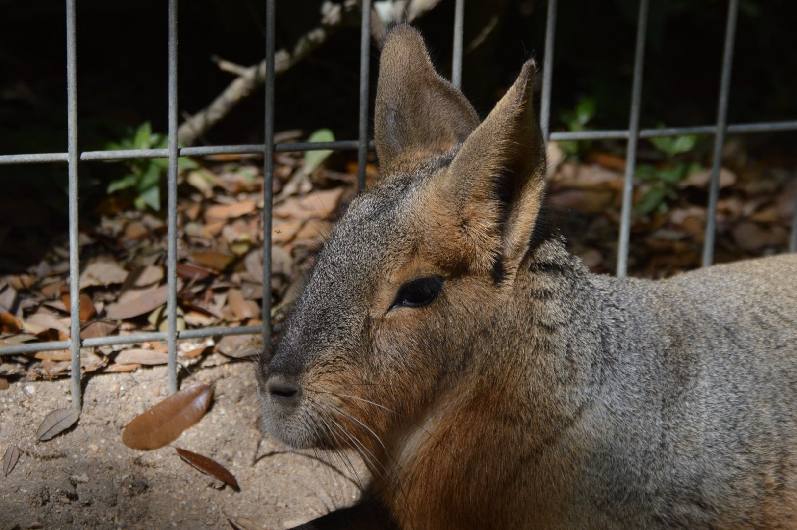 Dolichotis patagonum "Tobias"