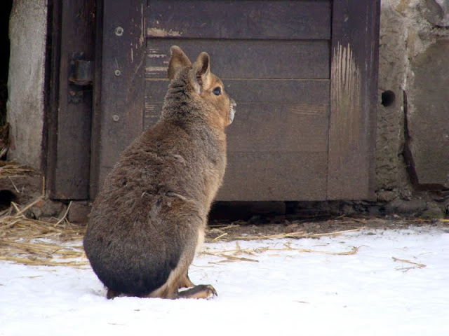 Dolichotis patagonum