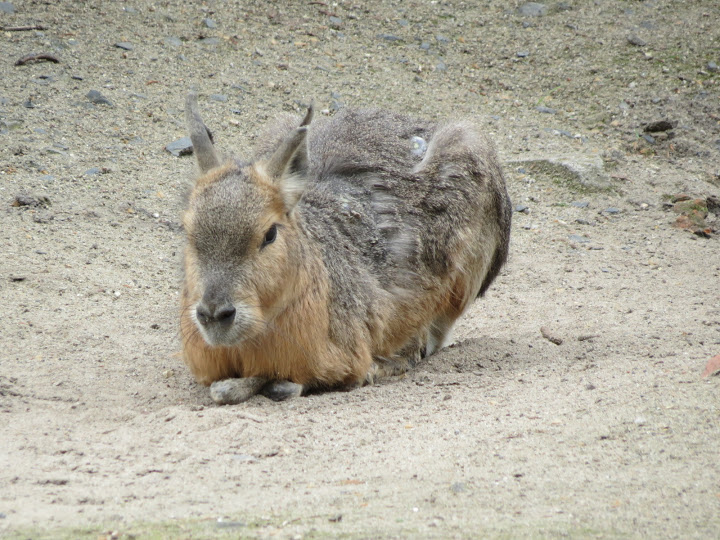 Dolichotis patagonum