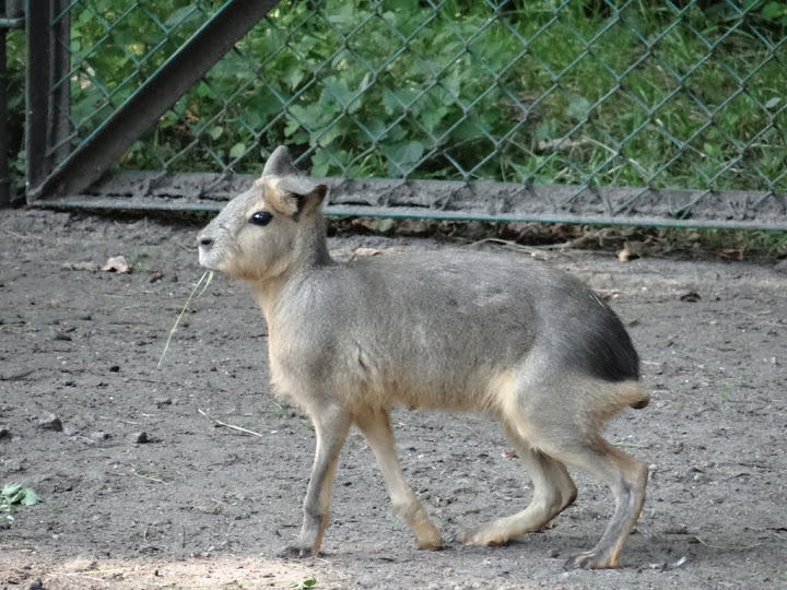 Dolichotis patagonum
