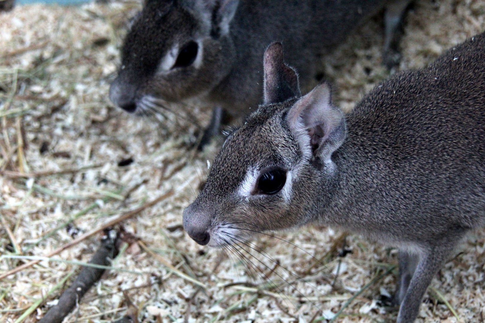 (Dolichotis salinicola) Chacoan mara