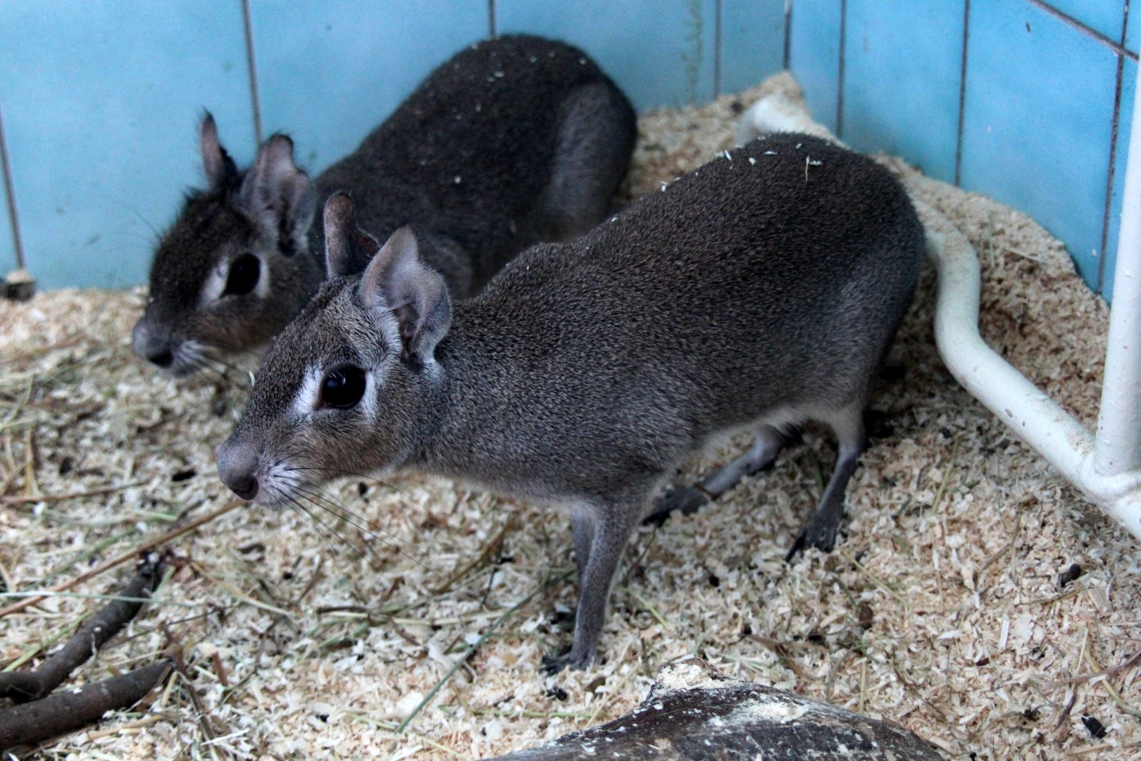 (Dolichotis salinicola) Chacoan mara