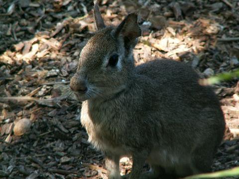 Dolichotis salinicola, lesser mara