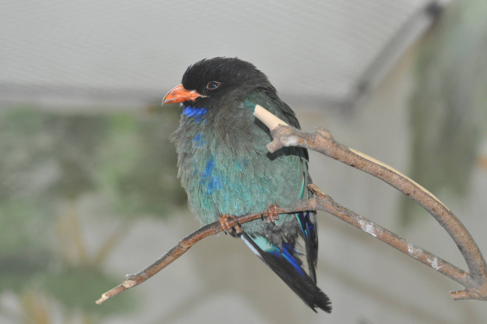 Dollar bird/ Eurystomus orientalis orientalis